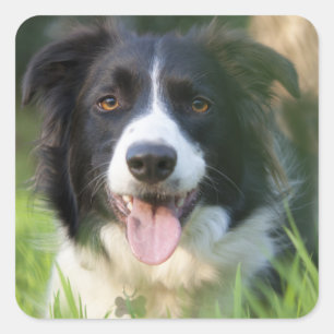 Black And White Border Collie Puppy Dog Stickers
