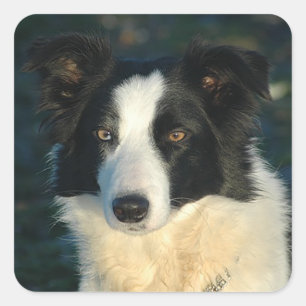 Black And White Border Collie Puppy Dog Stickers