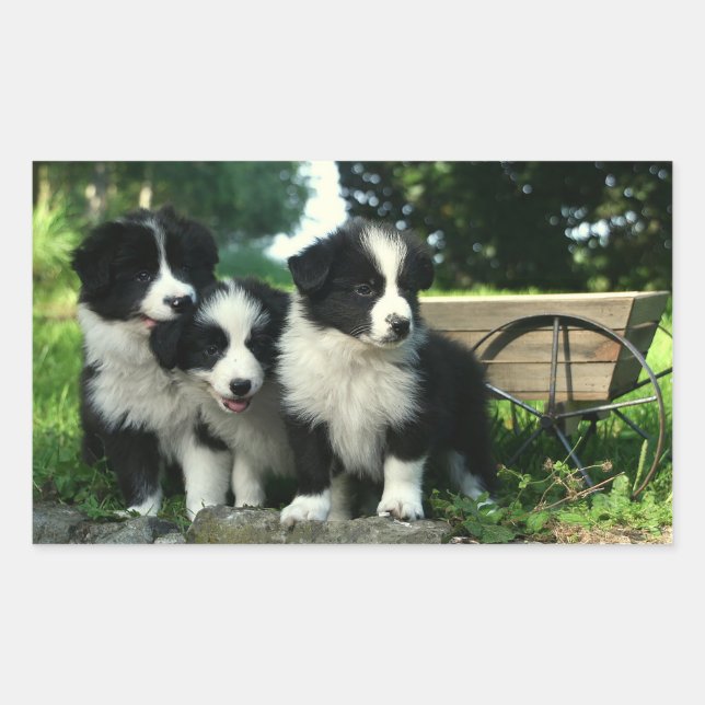 Black And White Border Collie Puppy Dogs Stickers (Front)