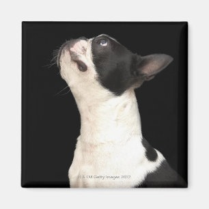 Black and white Boston Terrier looking up Magnet
