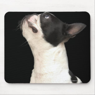 Black and white Boston Terrier looking up Mouse Pad