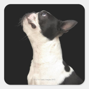Black and white Boston Terrier looking up Square Sticker
