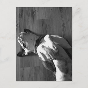 Black and White Boxer Love Postcard