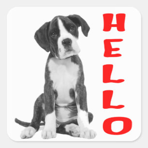 Black and White Boxer Puppy Dog Red Hello Square Sticker