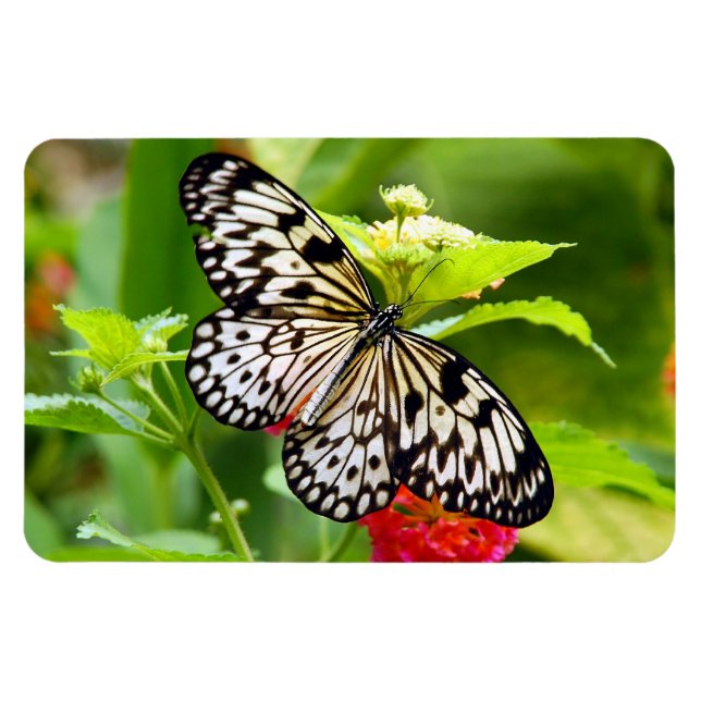 Black and white butterfly magnet (Horizontal)