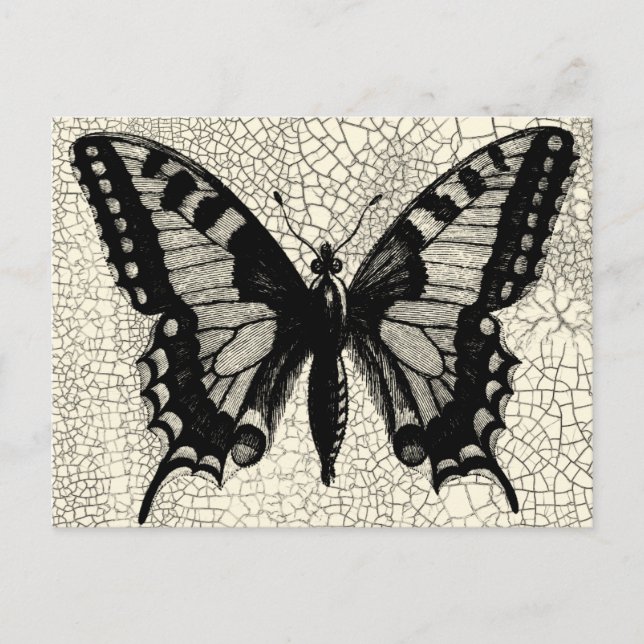 Black and White Butterfly on Cracked Background Postcard (Front)