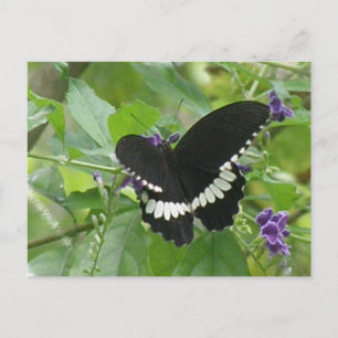 Black and White Butterfly Postcard