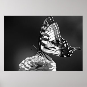 Black and White Butterfly Poster