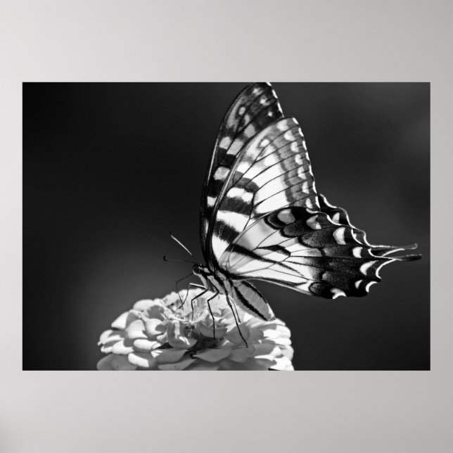 Black and White Butterfly Poster (Front)