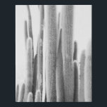 Black and white Cactus photo art print<br><div class="desc">Fine art cactus print</div>