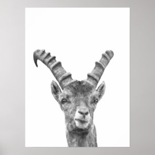 Black and white capricorn animal portrait poster