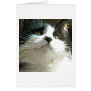Black and White Cat