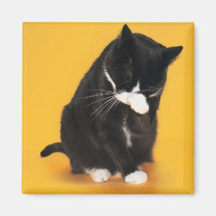 Black and White Cat cleaning face with paw Magnet