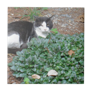 Black and white cat in greenery ceramic tile