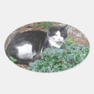Black and white cat in greenery oval sticker