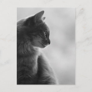 Black and White, Cat in Profile. Postcard