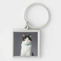 Black and white cat