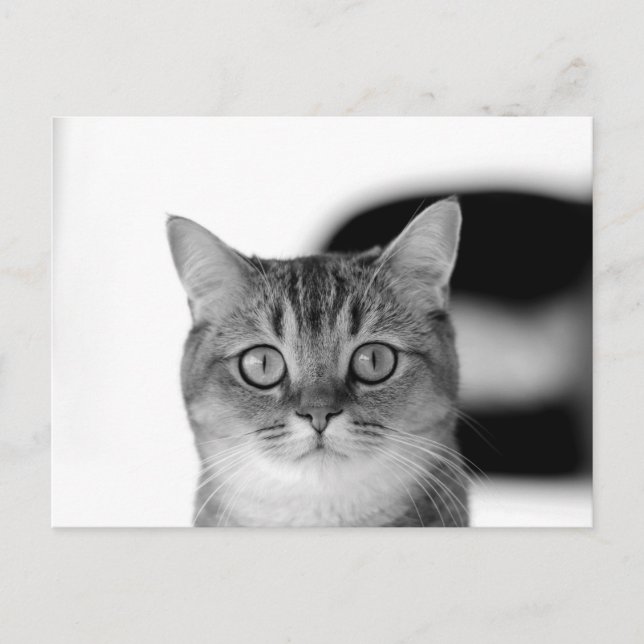 Black and white cat looking straight at you postcard (Front)