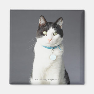 Black and white cat magnet