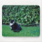 Black and White Cat