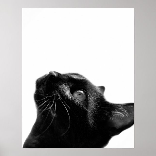 Black and white cat pet animal photo kids room poster (Front)