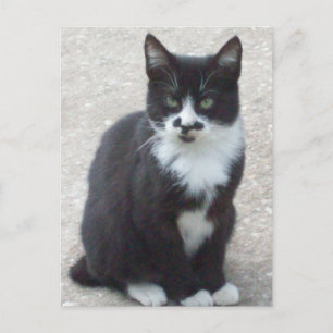 Black And White Cat Photo Postcard