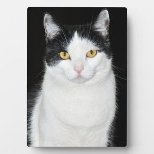 Black and White Cat Portrait Plaque