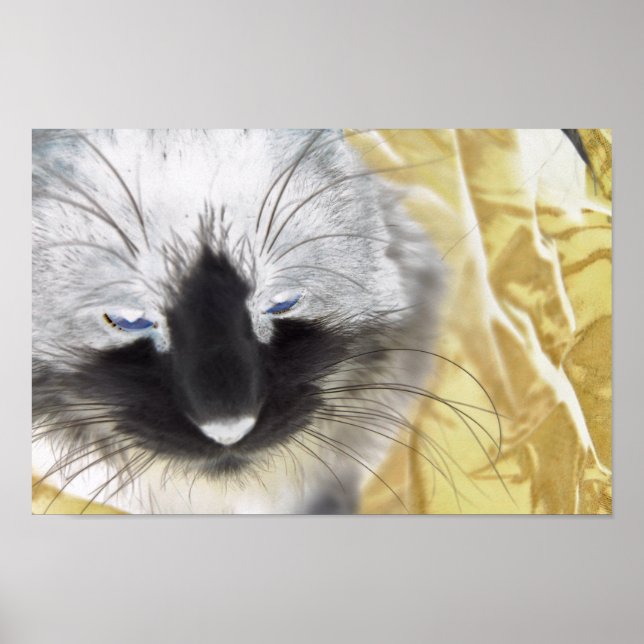 Black and White Cat Poster (Front)