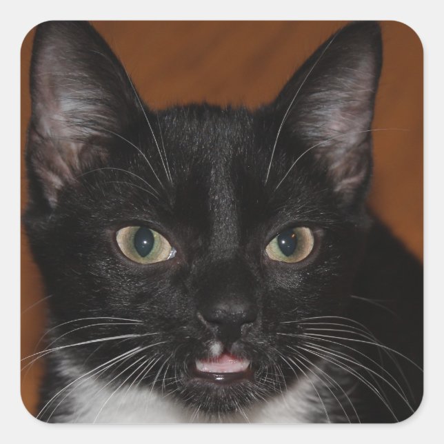 BLACK AND WHITE CAT SQUARE STICKER (Front)