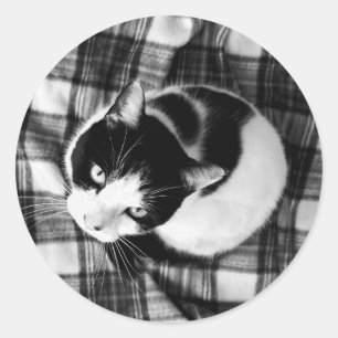 Black and White Cat Stickers