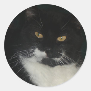 Black and White Cat Stickers