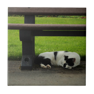 Black and White Cat Under Bench Ceramic Tile