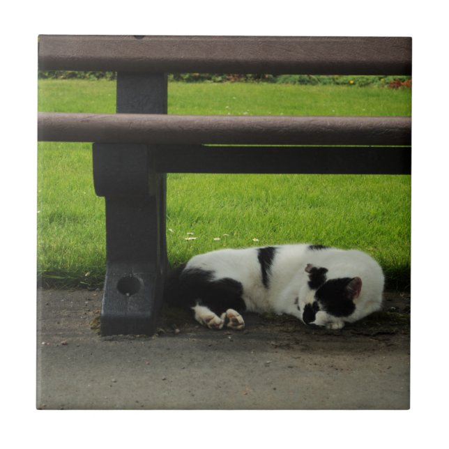 Black and White Cat Under Bench Ceramic Tile (Front)