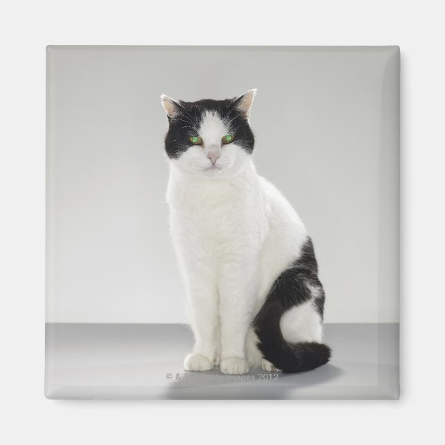 Black and white cat with glowing green eyes magnet (Front)