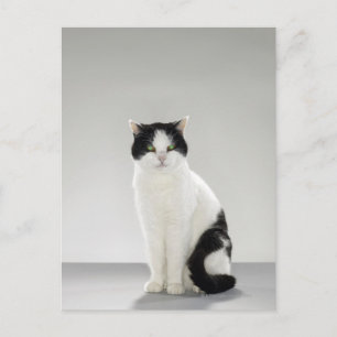 Black and white cat with glowing green eyes postcard