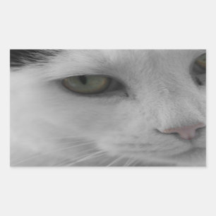 Black and white cats face rectangular sticker