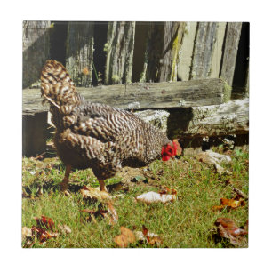 Black and white Chicken by fence Ceramic Tile