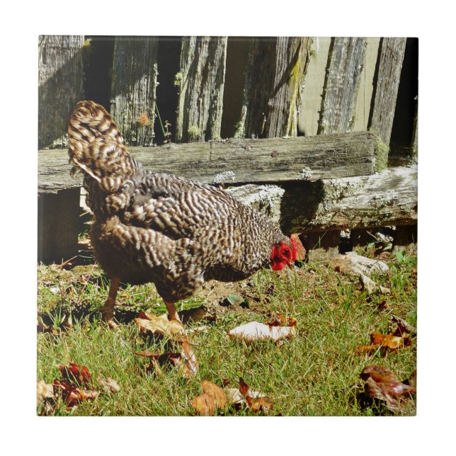Black and white Chicken by fence Ceramic Tile (Front)