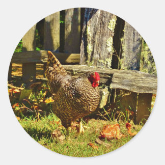 Black and white Chicken in farmyard Classic Round Sticker