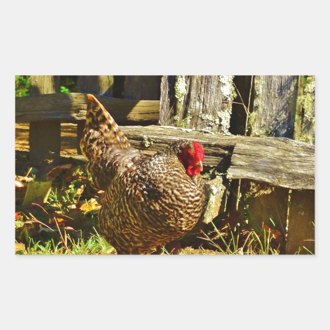 Black and white Chicken in farmyard Rectangular Sticker (Front)