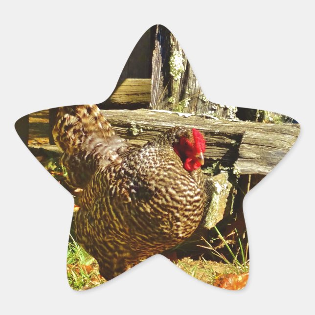 Black and white Chicken in farmyard Star Sticker (Front)
