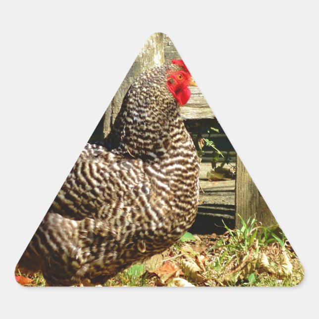 Black and white Chicken Triangle Sticker (Front)