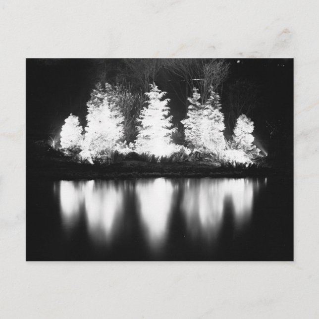 Black and White Christmas Tree Holiday Postcard (Front)