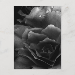 Black and White Close Up of a Double Begonia Postcard
