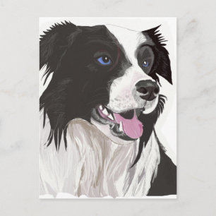 black and white collie blue eyes postcard