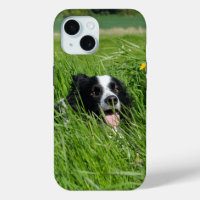 Black and White Collie in Grass