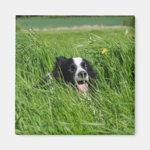 Black and White Collie in Grass Magnet