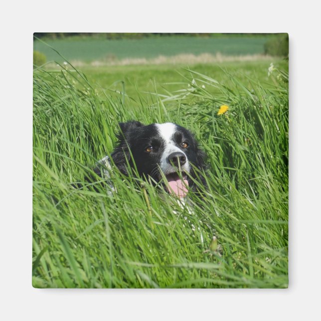 Black and White Collie in Grass Magnet (Front)