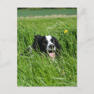 Black and White Collie in Grass Postcard