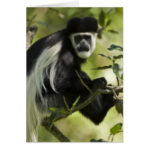 Black and White Colobus Monkey